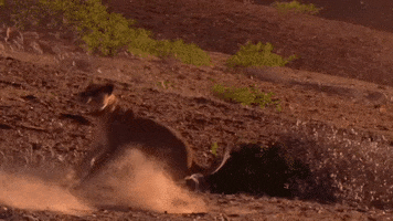 Nature GIF