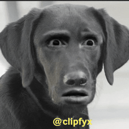 Dog Wtf GIF
