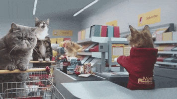 grocery store cat GIF by Romy