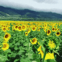 Featured image of post The Best 29 Aesthetic Sunflower Field Gif