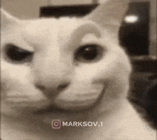 Cat Cringe GIF