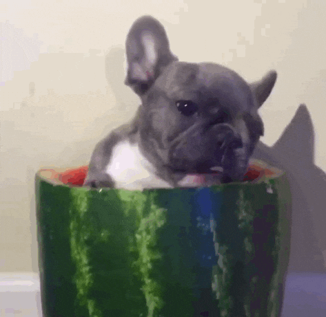 Top French Bulldog Gif of all time The ultimate guide 