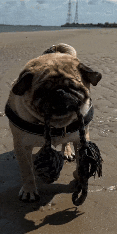 Dog Play GIF