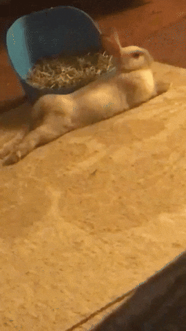 Stormythebun GIF