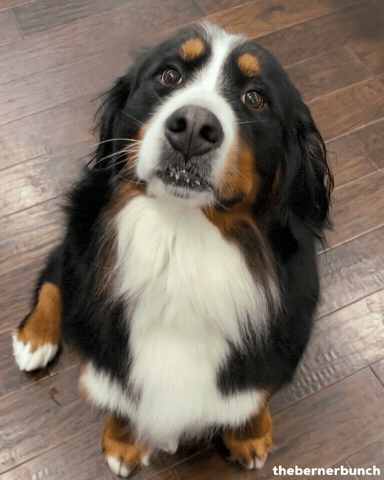 Happy Dog GIF