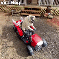 Dog GIF by ViralHog