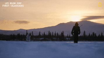 Dog Travel GIF by National Geographic Channel