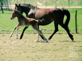 Happy Baby Horse GIF by Beeld & Geluid