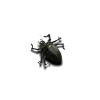 bug GIF