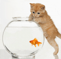 Gold Fish GIFs - Find & Share on GIPHY