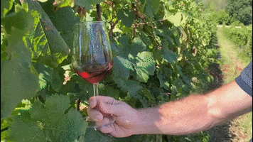 Red Wine GIF by Destination Abruzzo