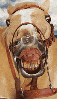 horse with buck teeth
