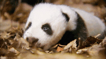 baby panda sleeping GIF