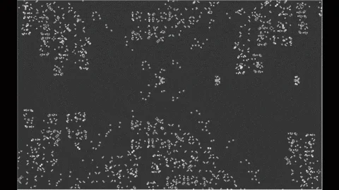game of life simulation GIF