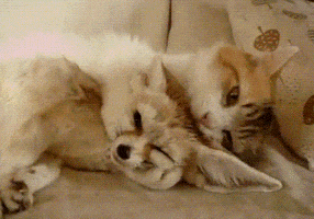 https://media3.giphy.com/media/tYAqMEfocHoXK/200.gif
