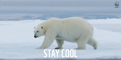 Act Cool Polar Bear GIF by WWF_UK