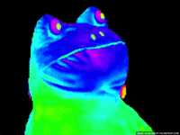 dancing rainbow frog gif