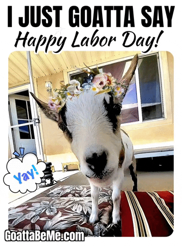 Pet Happy Labor Day GIF by Goatta Be Me Goats! Adventures of Java, Toffee, Pumpkin and Cookie!!