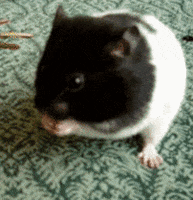 home video hamster GIF