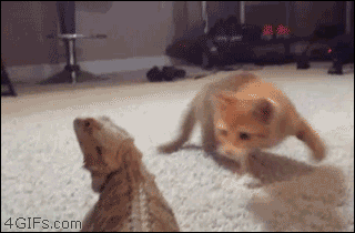 Scared-cat GIFs - Get the best GIF on GIPHY