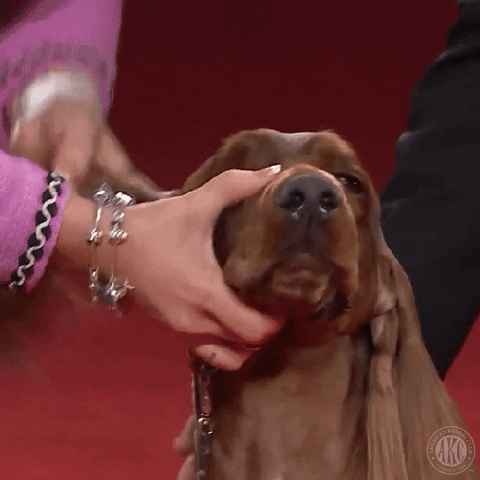 Scared Dont Look GIF by American Kennel Club