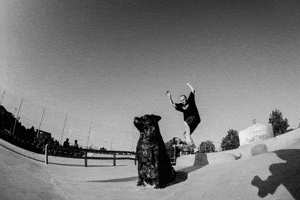 Skateboard Rollbrettrottweil GIF by Lifeboy Skateshop Rottweil