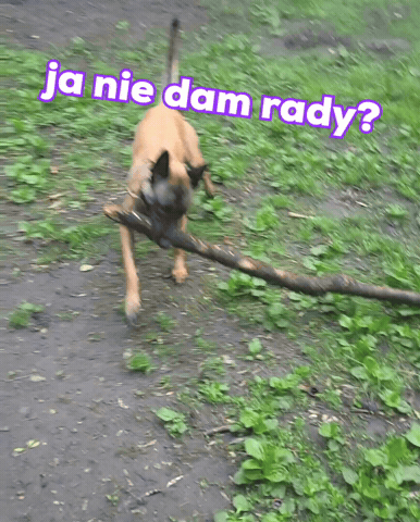 Stick Malinois GIF
