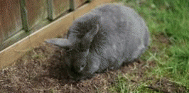 bunny rabbit GIF
