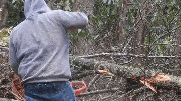 On The Job Tree GIF by JC Property Professionals