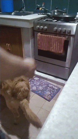 Biikthor GIF