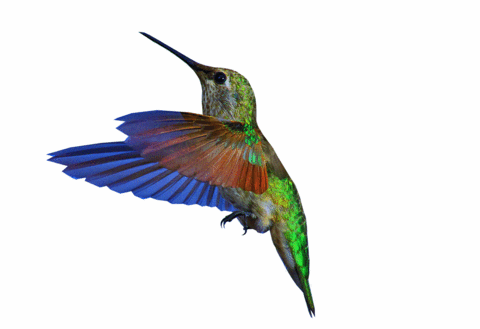 Humming Bird GIFs Get The Best GIF On GIPHY