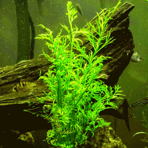 Aquarium Fish GIF by AquariumMe