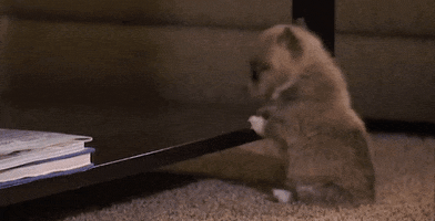 Video gif. Tiny puppy slips and rolls off while trying to climb onto the bottom shelf of a coffee table.