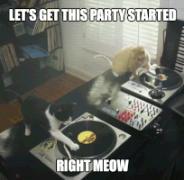 Party Cats GIF