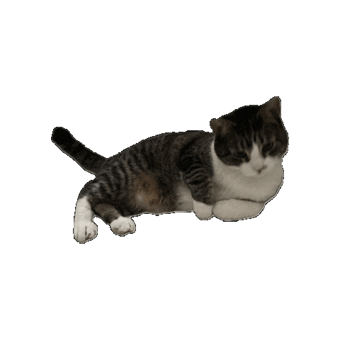 Cat Sticker by KW Bellevue