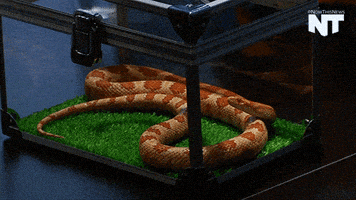 breaking news GIF by NowThis 