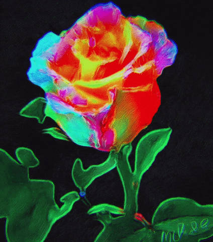 Illuminate Rose Bud GIF
