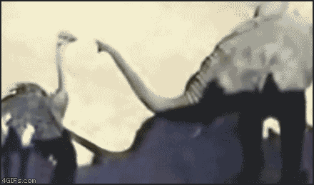 elephant ostrich GIF