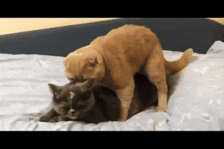 Gif By Gif - Find & Share on GIPHY