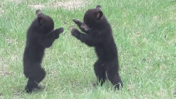 Video gif. Two black bear cubs stand up in a meadow, pawing at each other before wrestling to the ground.