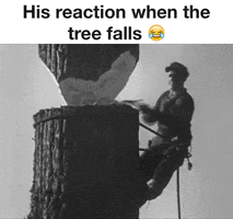 tree falls GIF