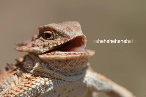Very Funny Reaction GIF