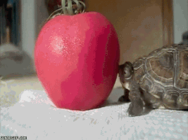 turtles tomato GIF