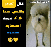 Arabic Memes GIF