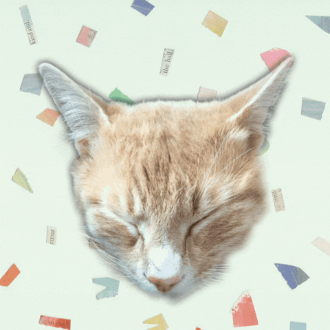 papierconfetti curated cutecat whimsical orangecat GIF