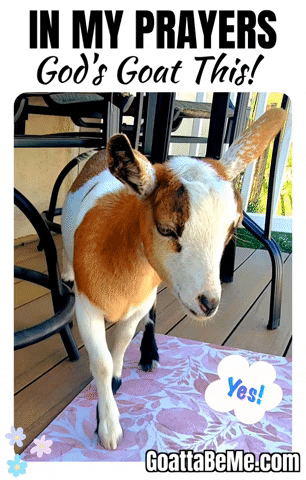 Cute Goats In My Prayers GIF by Goatta Be Me Goats! Adventures of Java, Toffee, Pumpkin and Cookie!!
