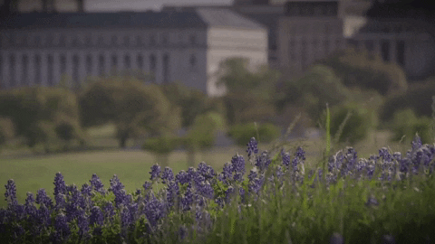 Texas Am College Gif By Texas A M University Find Share On Giphy