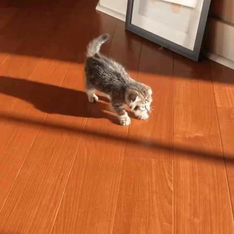 Cat GIF