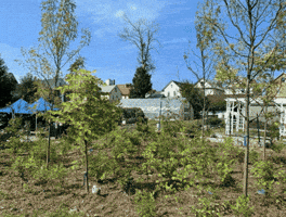 Miyawaki GIF by Groundwork USA