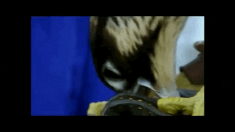 bird